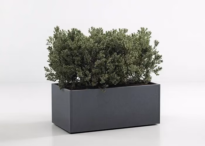 3D model of an anthracite grey rectangular planter filled with a dense green shrub.