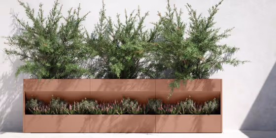 Low rectangular planter in copper-toned metal with evergreen shrubs