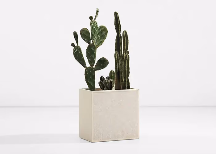 Small square planter in cream with ornamental cacti, photographed on a minimal white ground.