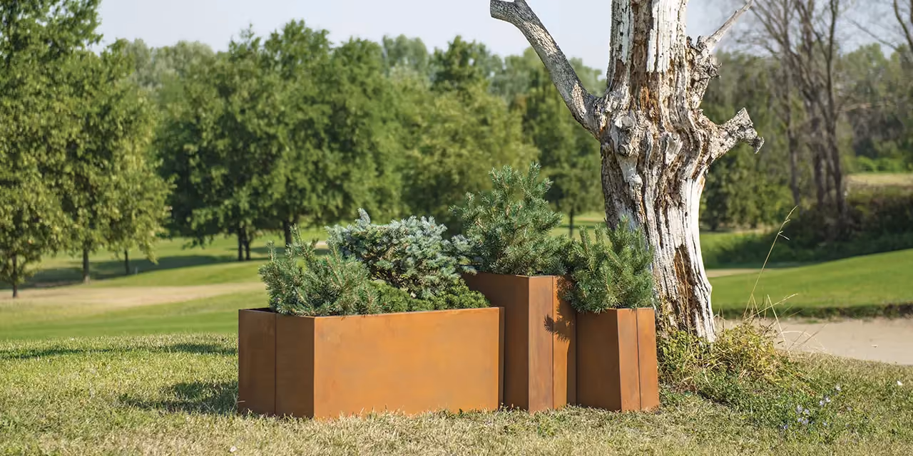 Two corten steel planters on a lawn, in front of an olive tree